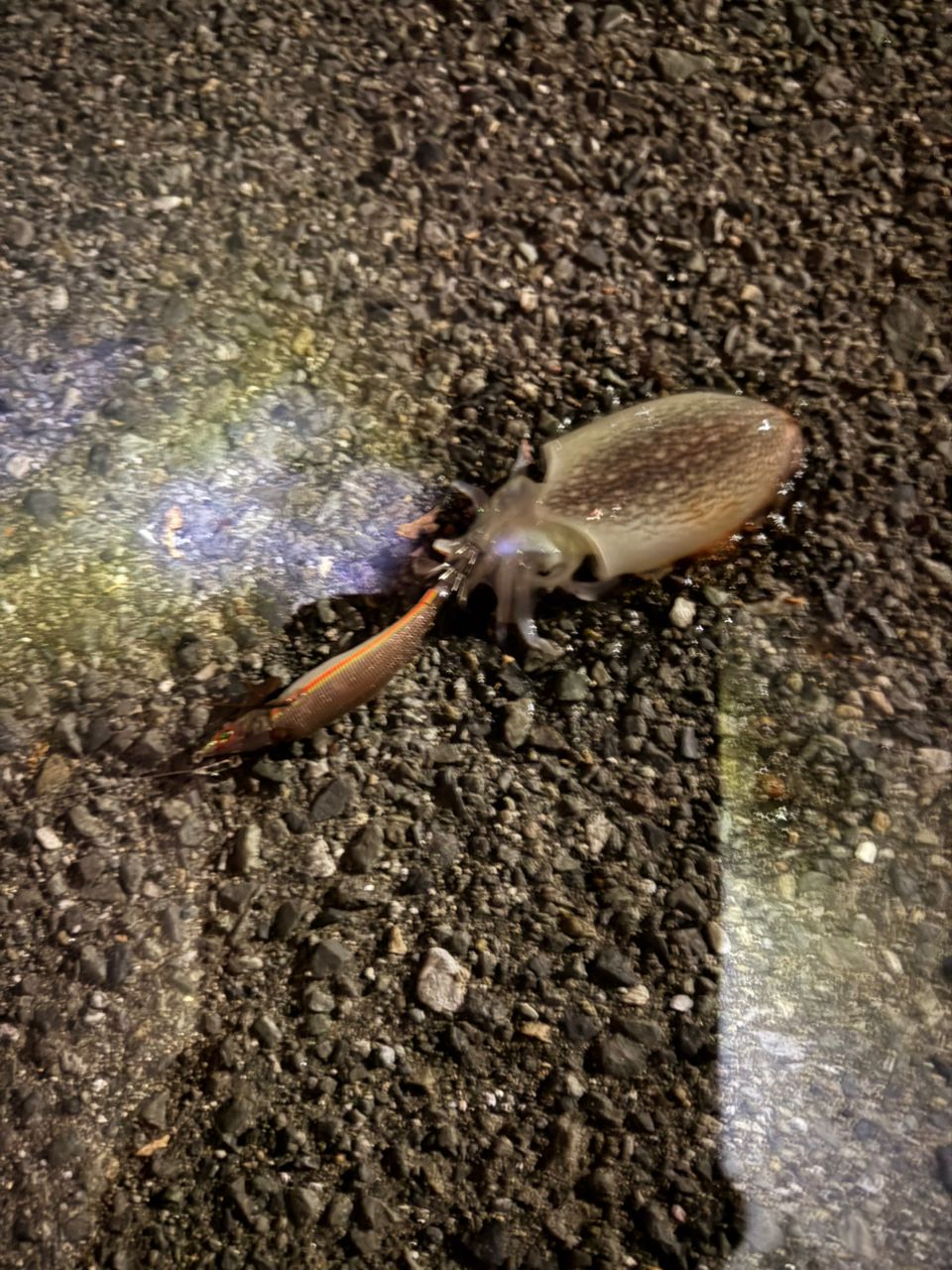 シリヤケイカ