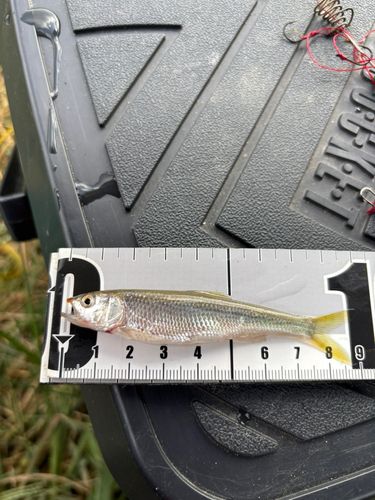 ハスの釣果