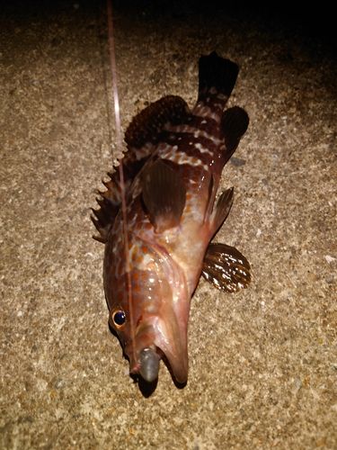 キジハタの釣果