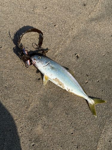 ショゴの釣果