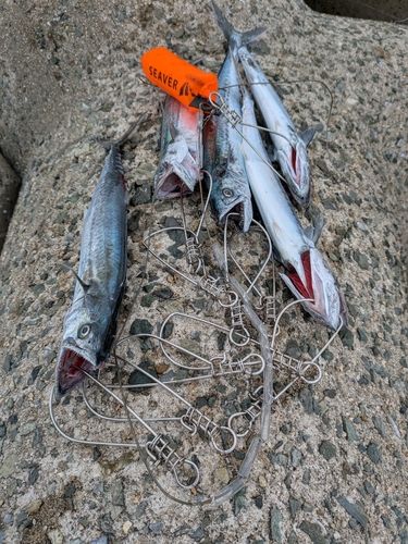 サゴシの釣果