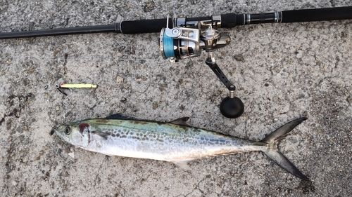 サゴシの釣果