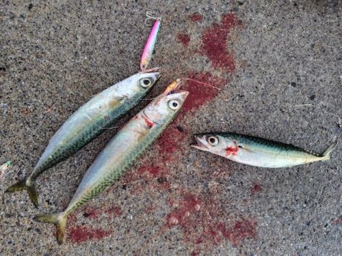 サバの釣果
