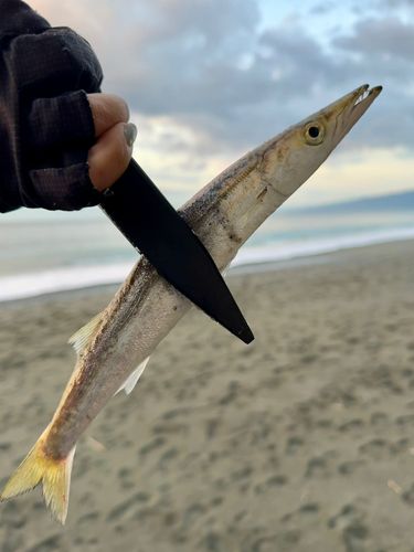 カマスの釣果