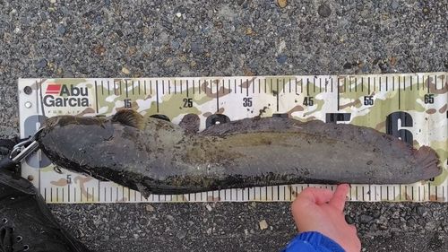 マナマズの釣果