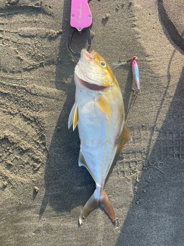 ショゴの釣果