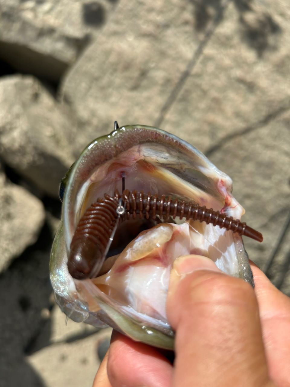 ラージマウスバス