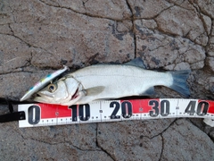 ヒラスズキの釣果