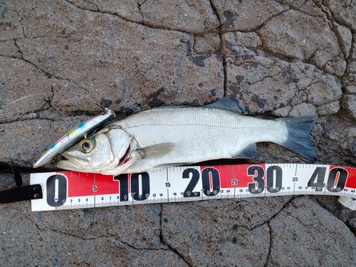 ヒラスズキの釣果