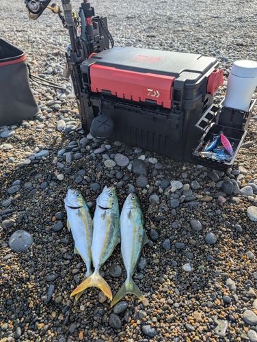 コゾクラの釣果