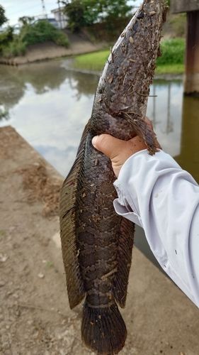 ライギョの釣果