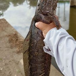 ライギョ