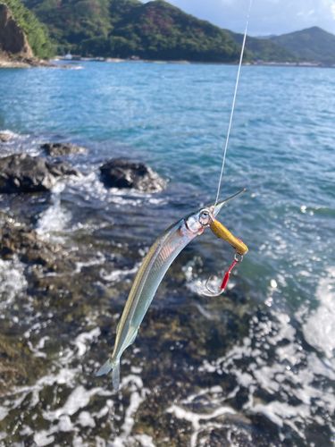 サヨリの釣果