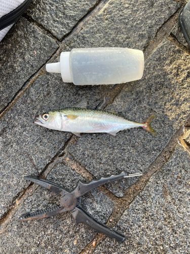 サバの釣果