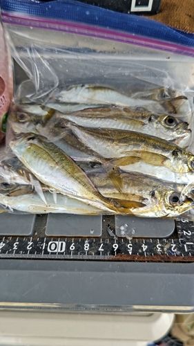 アジの釣果