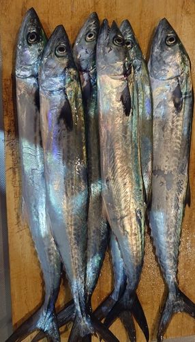サゴシの釣果