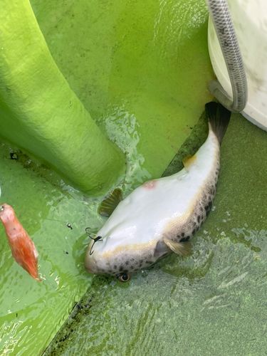 アカメフグの釣果