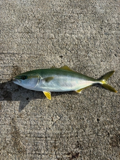 フクラギの釣果