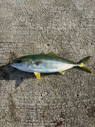 フクラギの釣果