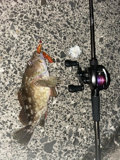 カサゴの釣果