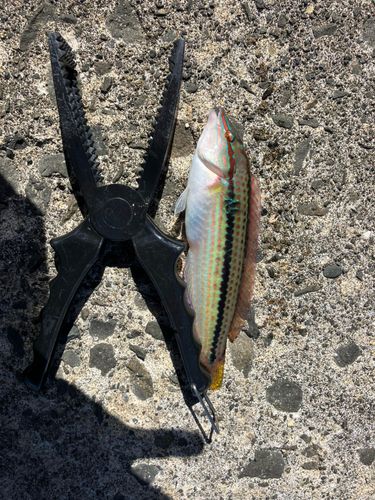 青森湾