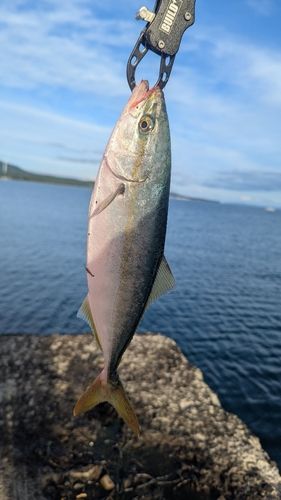 イナダの釣果