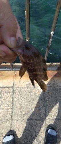 舞鶴親海公園