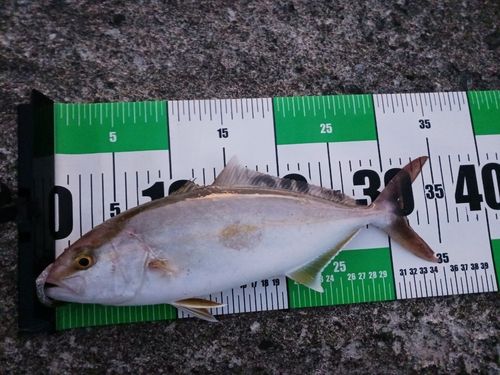 カンパチの釣果
