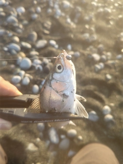 セイゴ（ヒラスズキ）の釣果