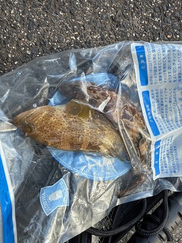 アコウの釣果