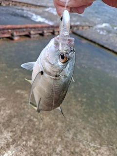 ギンガメアジの釣果
