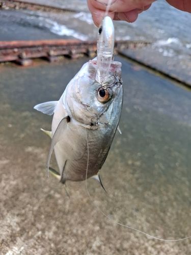 伊豆大島