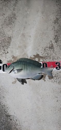 メジナの釣果