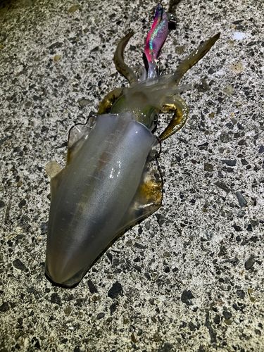 越前海岸