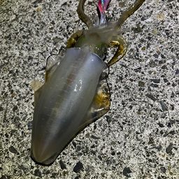 アオリイカ