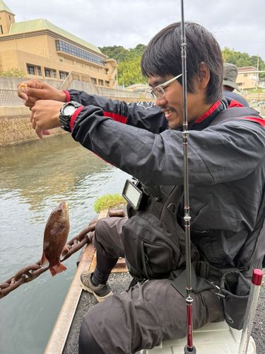 コブダイの釣果