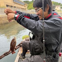 コブダイ
