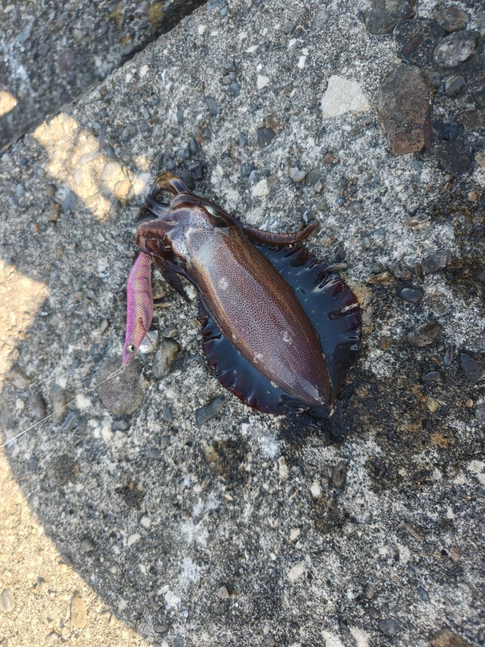 アオリイカ