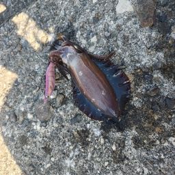 アオリイカ