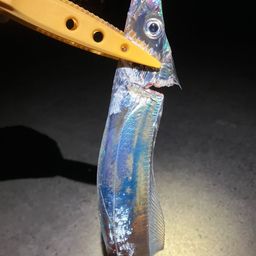 タチウオ