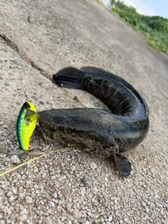 ライギョの釣果