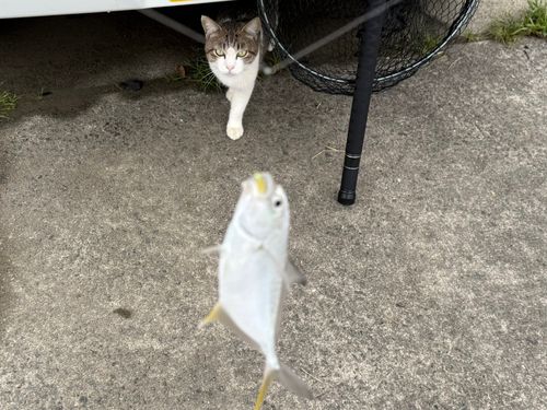 メッキの釣果
