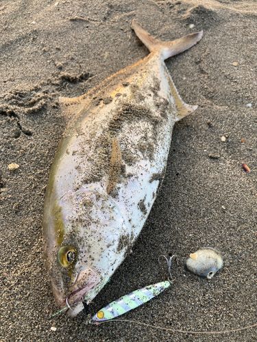 シオの釣果