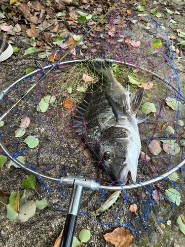 チヌの釣果
