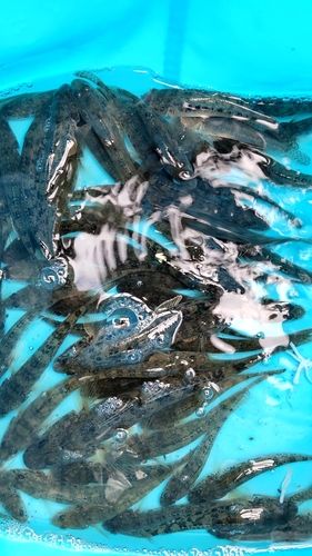 マハゼの釣果