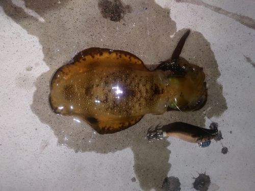 アオリイカの釣果
