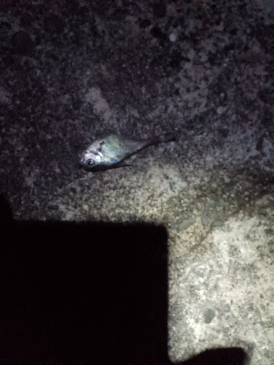 ミナミハタンポ