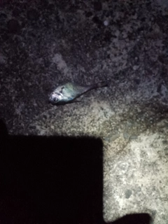 ミナミハタンポの釣果