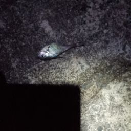 ミナミハタンポ