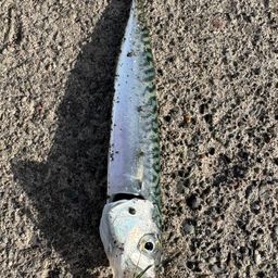 サバ